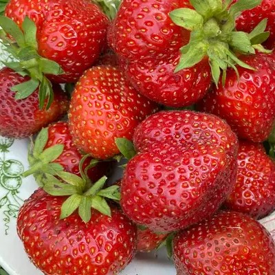 Земляника Сизоже